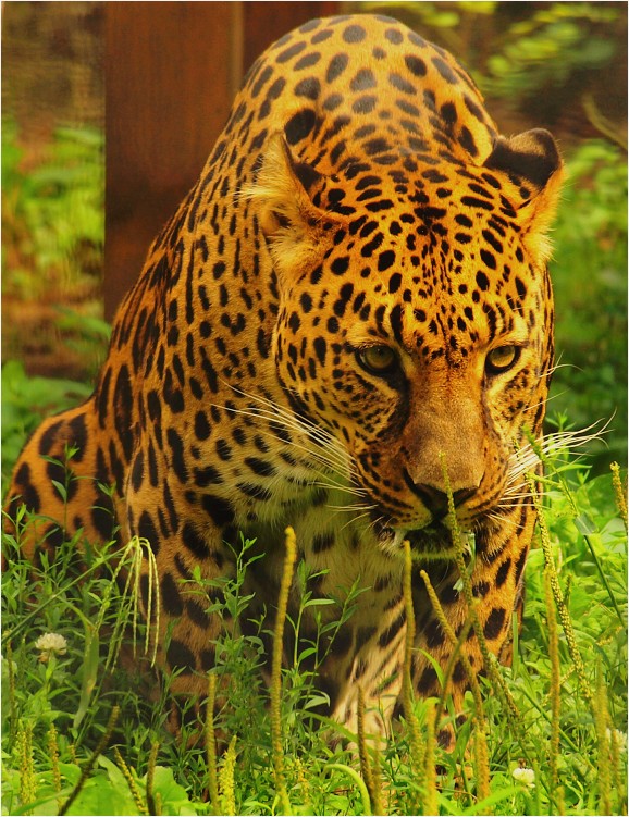 Leopard