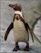 tučniak.jpg